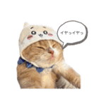 使いにくいと言ったら野良にする。（個別スタンプ：23）