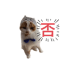使いにくいと言ったら野良にする。（個別スタンプ：24）