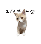 使いにくいと言ったら野良にする。（個別スタンプ：30）