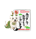 2024年辰年！辰マルチーズで新年のご挨拶♪（個別スタンプ：5）