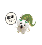 2024年辰年！辰マルチーズで新年のご挨拶♪（個別スタンプ：7）