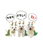 2024年辰年！辰マルチーズで新年のご挨拶♪（個別スタンプ：11）