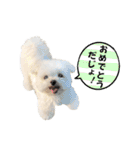 2024年辰年！辰マルチーズで新年のご挨拶♪（個別スタンプ：17）