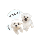 2024年辰年！辰マルチーズで新年のご挨拶♪（個別スタンプ：31）