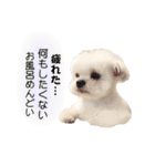 2024年辰年！辰マルチーズで新年のご挨拶♪（個別スタンプ：32）