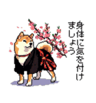 ドット絵 柴犬 新年あけおめ 40種（個別スタンプ：13）