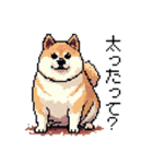 ドット絵 柴犬 新年あけおめ 40種（個別スタンプ：15）