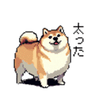 ドット絵 柴犬 新年あけおめ 40種（個別スタンプ：16）