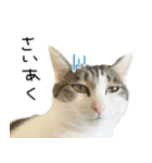 白キジ猫ぼっちゃんのお正月2024（個別スタンプ：6）