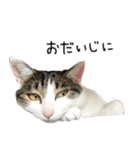 白キジ猫ぼっちゃんのお正月2024（個別スタンプ：13）