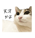 白キジ猫ぼっちゃんのお正月2024（個別スタンプ：15）