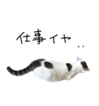 白キジ猫ぼっちゃんのお正月2024（個別スタンプ：16）