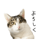 白キジ猫ぼっちゃんのお正月2024（個別スタンプ：18）