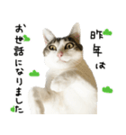 白キジ猫ぼっちゃんのお正月2024（個別スタンプ：34）