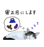 白キジ猫ぼっちゃんのお正月2024（個別スタンプ：36）