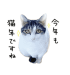 白キジ猫ぼっちゃんのお正月2024（個別スタンプ：37）