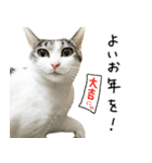 白キジ猫ぼっちゃんのお正月2024（個別スタンプ：38）