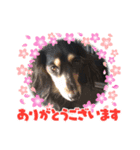 M.ダックス(可愛い系)（個別スタンプ：4）
