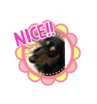 M.ダックス(可愛い系)（個別スタンプ：6）