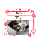 M.ダックス(いやし)（個別スタンプ：1）