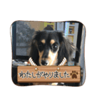 M.ダックス(いやし)（個別スタンプ：3）