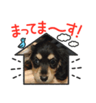 M.ダックス(いやし)（個別スタンプ：8）