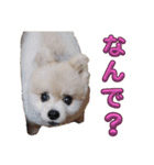 ルークの番ですLINEスタンプ3（個別スタンプ：4）