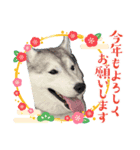 オレオイベント（個別スタンプ：4）