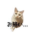 にしつじくららのスタンプ（個別スタンプ：3）