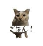 にしつじくららのスタンプ（個別スタンプ：5）