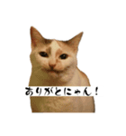 にしつじくららのスタンプ（個別スタンプ：8）