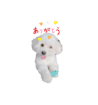 ポメビションのまる2（個別スタンプ：1）