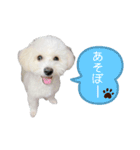 ポメビションのまる2（個別スタンプ：2）