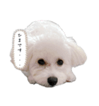 ポメビションのまる2（個別スタンプ：4）