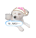 ポメビションのまる2（個別スタンプ：11）
