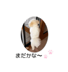 ポメビションのまる2（個別スタンプ：12）