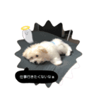 ポメビションのまる2（個別スタンプ：15）