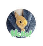 うさぎのポッケ ネザーランドドワーフ（個別スタンプ：3）