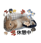 うさぎのポッケ ネザーランドドワーフ（個別スタンプ：4）
