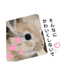 うさぎのポッケ ネザーランドドワーフ（個別スタンプ：6）