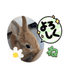 うさぎのポッケ ネザーランドドワーフ（個別スタンプ：8）