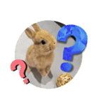 うさぎのポッケ ネザーランドドワーフ（個別スタンプ：9）