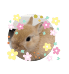 うさぎのポッケ ネザーランドドワーフ（個別スタンプ：10）