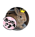うさぎのポッケ ネザーランドドワーフ（個別スタンプ：11）