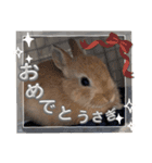 うさぎのポッケ ネザーランドドワーフ（個別スタンプ：14）