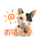 「もち」と「ふく」（個別スタンプ：1）