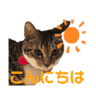 「もち」と「ふく」（個別スタンプ：2）