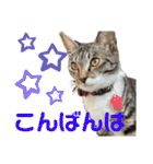 「もち」と「ふく」（個別スタンプ：4）