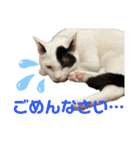 「もち」と「ふく」（個別スタンプ：5）
