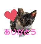 「もち」と「ふく」（個別スタンプ：6）